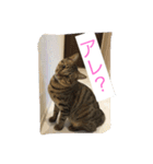MIX猫ゆず（個別スタンプ：10）