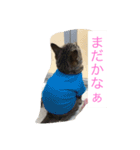 MIX猫ゆず（個別スタンプ：11）