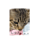 MIX猫ゆず（個別スタンプ：13）