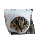 MIX猫ゆず（個別スタンプ：14）