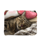 MIX猫ゆず（個別スタンプ：15）