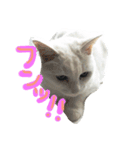 ウチのねこさん（個別スタンプ：1）