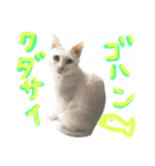 ウチのねこさん（個別スタンプ：3）