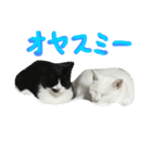ウチのねこさん（個別スタンプ：4）