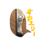 ウチのねこさん（個別スタンプ：5）