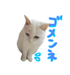 ウチのねこさん（個別スタンプ：6）