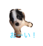 犬猫スタンプ 子犬もいるよ！！（個別スタンプ：1）