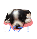 犬猫スタンプ 子犬もいるよ！！（個別スタンプ：2）