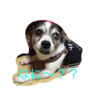 犬猫スタンプ 子犬もいるよ！！（個別スタンプ：4）