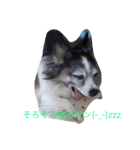 犬猫スタンプ 子犬もいるよ！！（個別スタンプ：5）