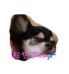 犬猫スタンプ 子犬もいるよ！！（個別スタンプ：6）