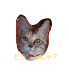 犬猫スタンプ 子犬もいるよ！！（個別スタンプ：7）