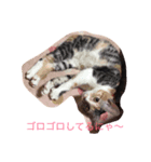 犬猫スタンプ 子犬もいるよ！！（個別スタンプ：8）