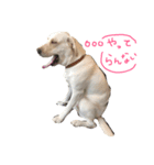 mono tone-Labrador Retriever（個別スタンプ：4）