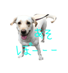 mono tone-Labrador Retriever（個別スタンプ：5）