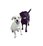 mono tone-Labrador Retriever（個別スタンプ：6）