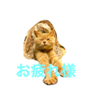 コタロウ日記（個別スタンプ：1）