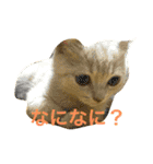 コタロウ日記（個別スタンプ：3）