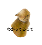 コタロウ日記（個別スタンプ：5）