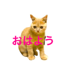 コタロウ日記（個別スタンプ：7）