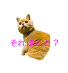 コタロウ日記（個別スタンプ：9）