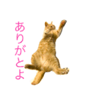 コタロウ日記（個別スタンプ：16）