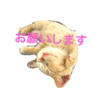 コタロウ日記（個別スタンプ：18）