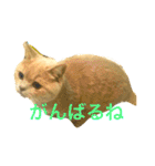 コタロウ日記（個別スタンプ：19）