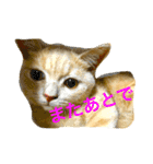 コタロウ日記（個別スタンプ：20）