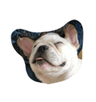 ZZZ,,,BUBU（個別スタンプ：1）