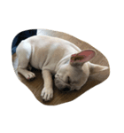 ZZZ,,,BUBU（個別スタンプ：4）