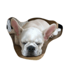 ZZZ,,,BUBU（個別スタンプ：6）