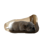 ZZZ,,,BUBU（個別スタンプ：7）