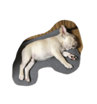 ZZZ,,,BUBU（個別スタンプ：8）