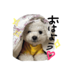 ふわもこコンビ（個別スタンプ：1）