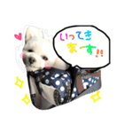 ふわもこコンビ（個別スタンプ：4）