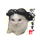 ふわもこコンビ（個別スタンプ：8）