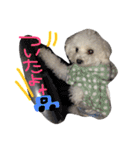 ふわもこコンビ（個別スタンプ：16）