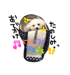 ふわもこコンビ（個別スタンプ：17）