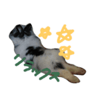 gomashio.（個別スタンプ：5）