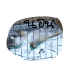 Mardnak（個別スタンプ：7）
