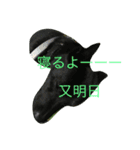 甲斐犬と花（個別スタンプ：1）