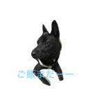 甲斐犬と花（個別スタンプ：2）