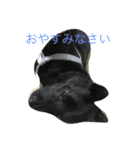 甲斐犬と花（個別スタンプ：3）