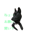 甲斐犬と花（個別スタンプ：8）