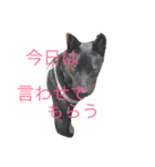 甲斐犬と花（個別スタンプ：9）