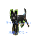 甲斐犬と花（個別スタンプ：13）