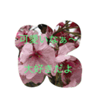甲斐犬と花（個別スタンプ：17）