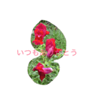 甲斐犬と花（個別スタンプ：19）