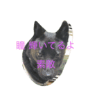 甲斐犬と花（個別スタンプ：20）